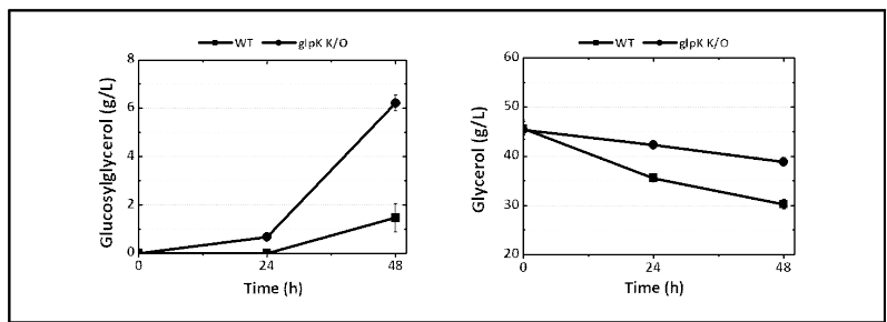 glpK 유전자 결손 유무에 따른 글루코실글리세롤 생산성 비교