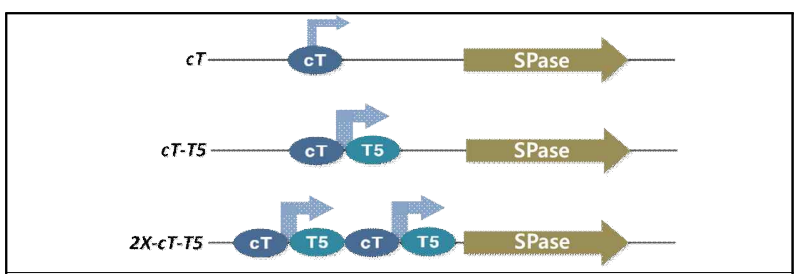 다중 프로모터 도입 SPase