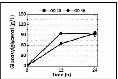 세포 농도에 따른 글루코실글리세롤 생산성 비교