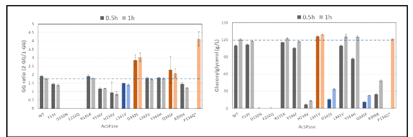 AcSPase 돌연변이에 따른 글루코실글리세롤 생산성 비교