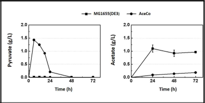 Aceco 균주에서의 pyruvate 축적
