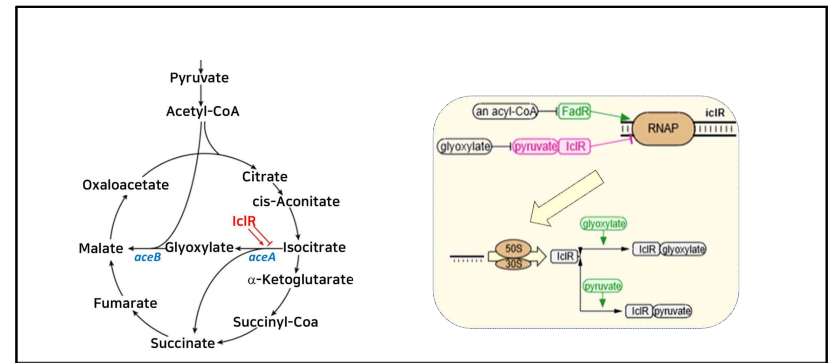 Pyruvate 유무에 따른 glyoxylate cycle 변화