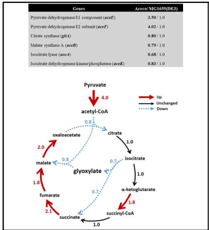 MG1655(DE3) 기반 레티노이드 생산 균주 대비 Aceco 기반 레티노이드 생산 균주의 citrate cycle과 glyoxylate cycle 관련 전사체 변화