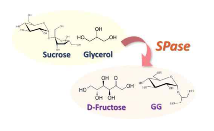 SPase에 의한 자당 기질의 글루코실글리세롤 전환