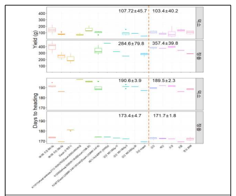 Boxplots representing yield and days to heading of the selected head rows from ‘21-’22 Field