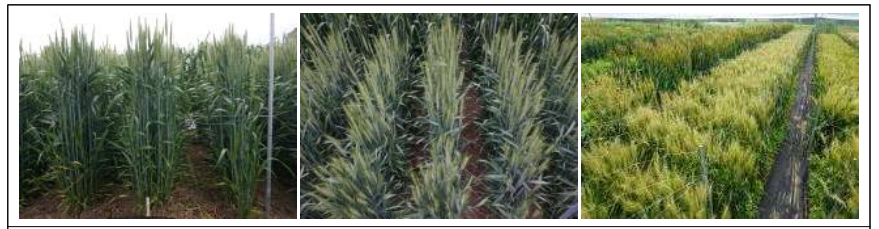 Phenotype of ‘KOMAC9’ in ‘20-’21 Deokso field (left&middle: 2021-05-04, right: 2021-06-05)