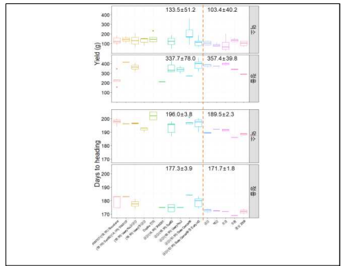 Boxplots representing yield and days to heading of the selected wheat-rye translocation head rows from ‘21-’22 field test