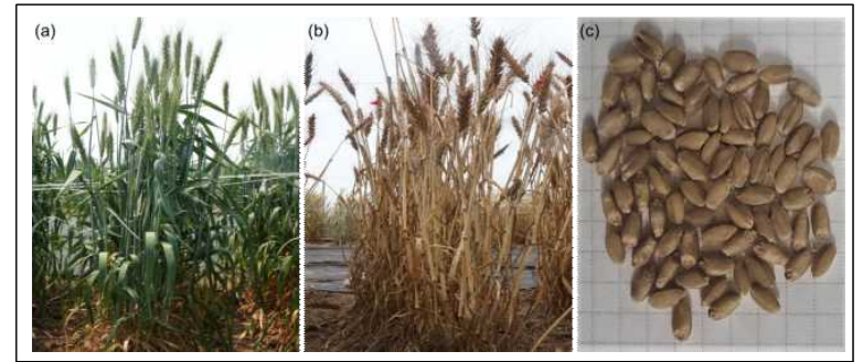 The phenotypes of ‘KOMAC1’ at (a) grain-filling stage and (b) before harvest, and (c) seeds of ‘KOMAC1’