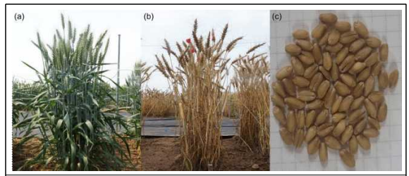 The phenotypes of ‘KOMAC3’ at (a) grain-filling stage and (b) before harvest, and (c) seeds of ‘KOMAC3’