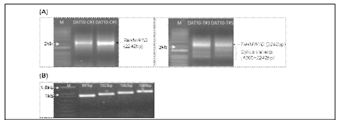 Identification of transcript variants. (A) Agarose gel (1%) showing the 2242-bp TaHMW1D gene product from control plants (left). The PCR products of high-temperature stress-treated wheat show smaller-sized (1000–2242 bp) transcript variants (right). (B) Sizes of the TaHMW1D transcript variants