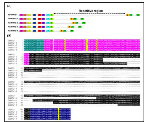 Sequence analysis of TaHMW1D. (A) Conserved motif sequence alignments of TaHMW1D and its transcript variants in Keumgang. Motifs with identical sequences are given the same number. Signal peptide (1, 2), N-terminal region (3–8), C-terminal region (9–11). The region between motifs 8 and 9 is a repetitive sequence region in which deletion events occur. (B) Protein sequence alignment of TaHMW1D and its transcript variants (TaHMW1D-1, 2, 3, 4) in Keumgang. Green, signal peptide; pink, N-terminal peptide; black, repetitive region; blue, C-terminal peptide. The conserved cysteine is marked in yellow