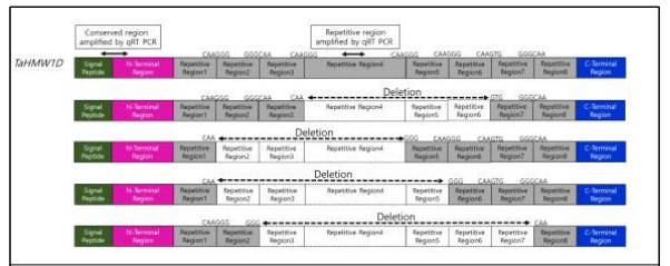 Features of TaHMW1D and its transcript variants TaHMW1D-1, 2, 3, and 4. qRT-PCRs amplifying either the conserved or repetitive regions are indicated. Specific deletion sites (CAAGG/TG GGGCAA) are indicated. Transcript regions that are deleted out during high-temperature stress are marked with empty boxes