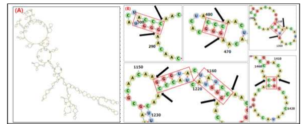 Structural predictions were made using the RNAfoldserver (univie.ac.at). (A) Structural prediction of whole repetitive region of TaHMW1D. (B) Prediction models of the specific deletion sites. Stem parts of hairpin loop structures which provide specific deletion sites are red boxed. Specific cleavage sites are pointed by arrows (black colored)