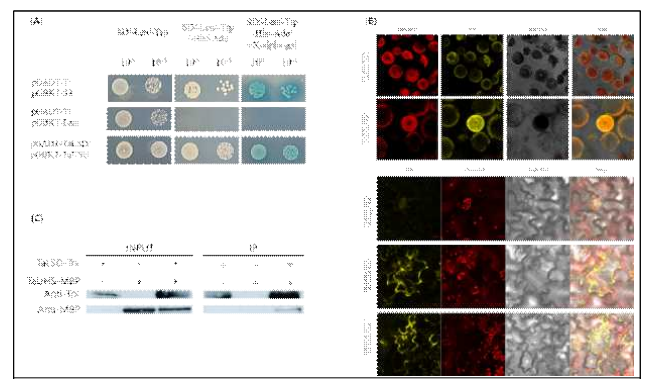 Interaction of TaUHS with TaLSD. (A) Yeast two-hybrid assay of the interaction between TaUHS and TaLSD. P53 and T used as positive and Lam and T used as negative controls. (B) BiFC analysis of TaUHS and TaLSD interaction in wheat protoplasts (top) and tobacco system (bottom). 35S: empty YFPN and YFPC vector used as controls. (C) In vitro pull-down assay of the interaction between TaUHS and TaLSD. Immune signals were detected using anti-MBP and anti-Trx antibodies