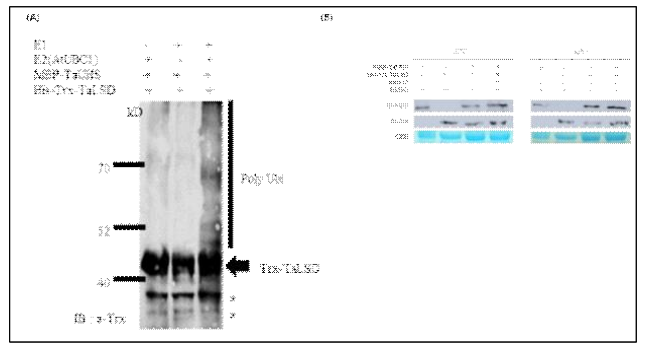 (A) In vitro ubiquitination of TaLSD by TaUHS. The assay was performed using the purified TaUHS and TaLSD protein with E1, E2, ubiquitin and ATP. Immunoblotted with anti-Trx antibody. (B) Degradation of TaLSD protein mediated by TaUHS at 25 ℃ and 45 ℃. The purified TaUHS and TaLSD protein were mixed and incubated for 3 h with or without MG132. Detected with anti-MBP and Trx antibody, respectively