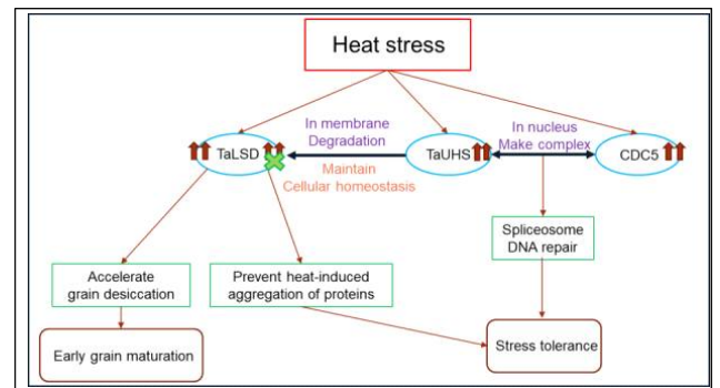 A proposed model depicting the function of TaUHS in heat stress tolerance