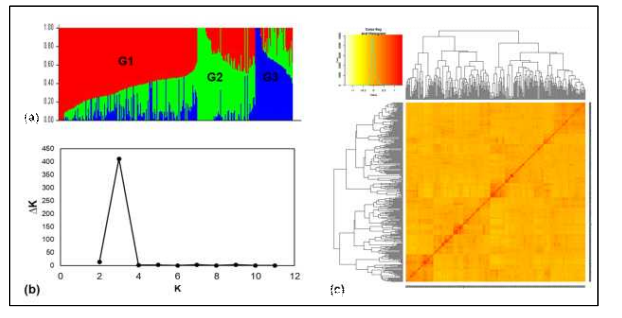 Population structure and diversity analysis of 287 wheat genotypes used in this study based on 30,217 SNP markers. (a) Population structure based on the STRUCTURE program when K = 3. G1, G2 and G3 represent each sub-population. (b) Δk over three repeats of structure analysis. (c) Kinship matrix of 287 wheat genotypes based on the TASSEL5 program