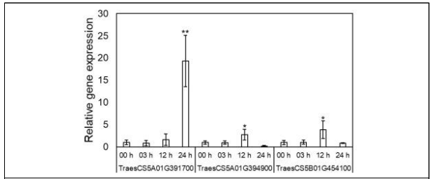 Relative gene expression of winter survival rate-related candidate genes under cold treatment. Error bars indicate the standard error of the mean (n = 3). Asterisks indicate significant difference between the expression level of control and cold-treated plants (*p < 0.1, **p < 0.01)