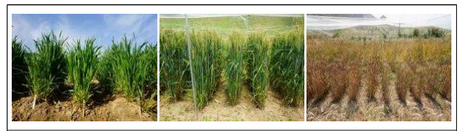 ‘20-’21 field test of color wheat head rows in Jeongeup, Jeollabuk-do (left: 2021-04-09, middle: 2121-05-28, right: 2021-06-08)