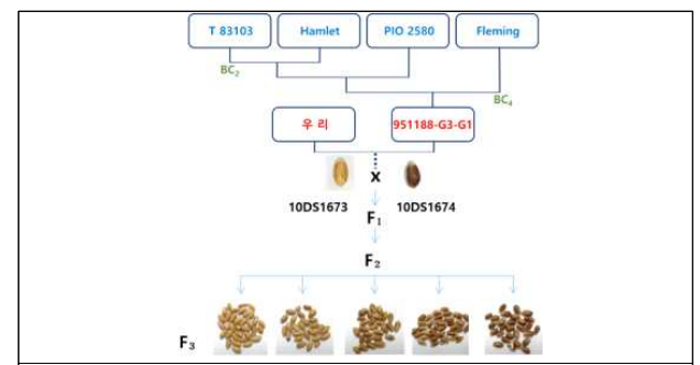 Pedigree of colored-wheat