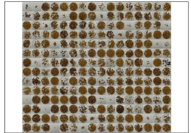 F3 segregation lines of colored wheat