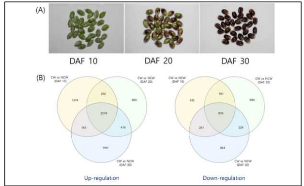 Transcriptome analysis. (A) Different developmental stages of colored wheat seed used for RNA sequencing. (B) The number of DEGs (differentially expressed genes) during seed development between colored wheat (CW) and non-colored wheat (NCW)