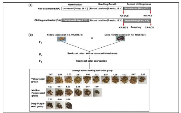 Experimental design and crosses of RILs for color segregation. a Schematic representation of experimental design and treatments. NA: non-acclimated, chilling acclimated (CA), BCS: before chilling stress, ACS: after chilling stress; (b) crosses for the generation of the seed coat color segregation and seed coat color segregation groups based on our genetic analysis. Seed coat color segregation, bulked groups from average scores making each groups: yellow seeds from scores from 1 to 5; medium purple seeds, scores > 5 to 7; and deep purple seeds, scores >