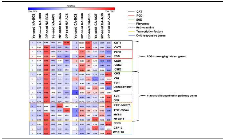 Heatmap showing the effect of the second chilling stress in gene expression. ROS (reactive oxygen species) scavenging genes; flavonoid, anthocyanins, and transcription factors regulating the flavonoid biosynthesis pathway; and cold response genes were measured in yellow- (Ye-), medium purple- (MP-), and deep purple- (DP-) seed groups of seedlings germinated under non-acclimated (NA) (18℃) and chilling acclimated (CA) (4℃) conditions before chilling stress (BCS) (18℃) and after chilling stress (ACS) (4℃ for 6 h). Ye BCS and Ye ACS sample were used for comparison within groups (NA and CA). Numbers represent the fold changes. Relative color values are based of the subtraction of the row median, divided by row standard deviation. Data are presented as means ± SD of three biological replicates