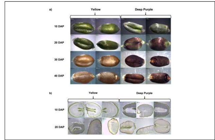 Images during grain development of the yellow (Ye) and deep purple (DP) parental seeds: (a) frontal and posterior sides at 10, 20, 30, and 40 days after pollination (DAP) in Ye and DP seeds and (b) cross-sections during grain development of Ye and DP parental seeds at 10 and 20DAP