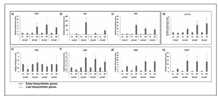 Flavonoid-related genes during yellow (Ye) and deep purple (DP) seed development (10, 20, 30, and 40days after pollination [DAP]). Genes are divided into early and late biosynthetic genes: (a) CHS: Chalcone synthase, (b) CHI: Chalcone isomerase, (c) F3H: Flavanone 3-hydroxylase, (d) F3′5′H: Flavonoid 3′5′ hydroxylase, (e) DFR: Dihydroflavonol 4-reductase, (f) ANS: Anthocyanidin synthase, (g) ANR: Anthocyanidin reductase, and (h) UFGT: UDP-glucose flavonoid-3-O-glucosyltransferase. Data are means±SD of 3 biological replicates. Asterisks indicate significant differences when comparing Ye DAP in each developmental stage (*P < 0.05)