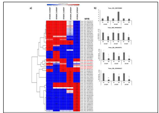 Heat map and transcript levels of MYB putative genes: (a) Heat map of the differentially expressed genes of MYB. A positive value indicates upregulation in the late stage; for example, in DP10DAP_DP20DAP, the plus value of log2FoldChange means upregulation in DP20DAP stage. We used 4 annotation Databases: Poaceae_NR, Rice_unipro, Brachypodium_unipro, and Arabidopsis_unipro. Numbers represent the fold changes. Colors are based using row minimum and maximum values. The mean values were obtained from 3 biological replicates. (b) qRT-PCR transcription analysis of 4 selected MYB putative genes during seed coat color deposition in 3 different stages of deep purple (DP) and yellow (Ye) samples. Ten days after pollination (DAP), 20DAP, and 30DAP (early, middle, and late stages, respectively). Ye is used as an internal control within a stage. Data are means±SD of 3 biological replicates; (b) transcript levels of putative MYB genes. Data are means±SEM of 3 biological replicates. Significant differences, evaluated by t-test, are indicated by *P ⩽.05, and **P ⩽.01 when comparing Ye versus DP within the DAP stage