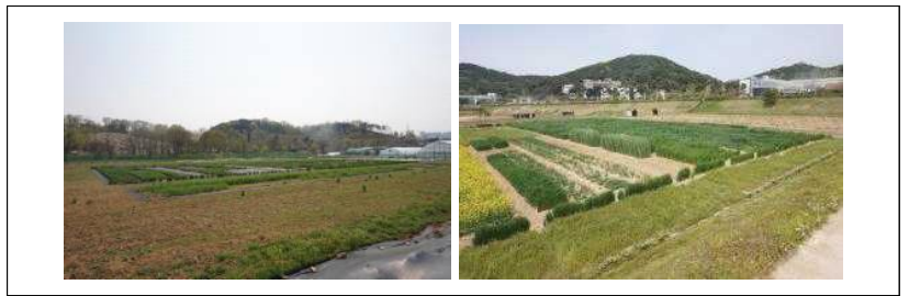 ‘21-’22 Field test in Deokso, Gyeonggi-do (left, 2022-04-18) and Jeongeup, Jeollabuk-do (right, 2022-04-21)