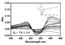 Spectral binding titration of CYP102A2 triple mutant(BA4) with phloretin. CYP102A3 (1 µM) was titrated as a function of phloretin concentration as described in Experimental section. With increasing concentrations of phloretin, spectra were changed. The inset shows a plot of induced Soret absorbance change (ΔA390nm-ΔA420nm) versus the relevant concentration of phloretin for M10. A dissociation constant (Kd) for the ligand binding to CYP102A3 triple mutant and a maximal change of absorption (Bmax) were 7.6 ± 2.4 μM and 0.063 ± 0.007 respectively