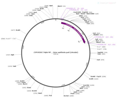 pCW-CYP102A2 Triple vector 모식도