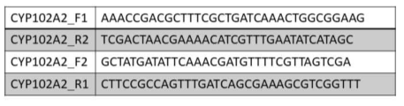 CYP102A2 Triple mutant 제조를 위한 PCR에서 사용한 primer의 조성