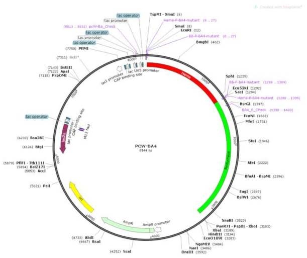 Triple mutant (BA4)의 heme library vector map 모식도