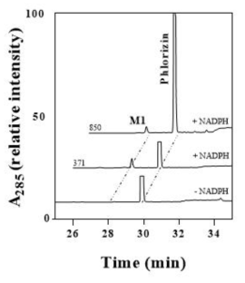 HPLC chromatogram of phlorizin and its products catalyzed by CYP102A1 mutants. The product peaks of reaction mixtures of HPLC traces were identified by comparing their retention times with that of phlorizin (tR = 30.1 min). The retention time of product M1 was 28.2 min