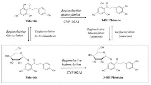 CYP102A1 catalyzed regioselective hydroxylation of phlorizin to produce 3-OH phlorizin. A scheme of currently found enzymatic interconversion reactions of phloretin, 3-OH phloretin, and phlorizin is also shown. In the present study, enzymatic conversion from phlorizin to 3-OH phlorizin was studied using CYP102A1 in the presence of NADPH