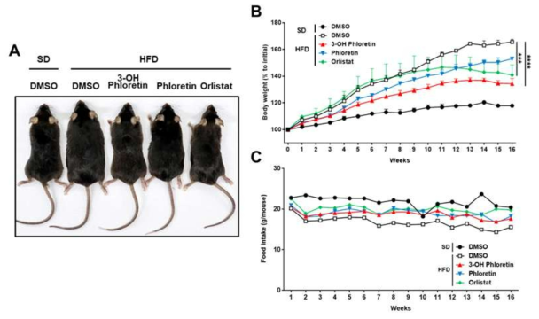 Decreased HFD-induced body weight gain in 3-OH phloretin administered mouse. (A) Changes in body size, (B) body weight, and (C) food intake in 5 groups (Standard-Diet (SD), High-Fat Diet (HFD)-induced obesity control, 3-OH phloretin for HFD-induced obesity, Phloretin for HFD-induced obesity, Orlistat for HFD-induced obesity) of mice after 16 weeks. Data are shown as the mean ± standard error of the mean (SEM). (****p < 0.0001, ***p < 0.001)