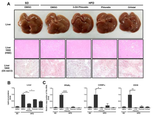 3-OH phloretin decreased hepatic lipid accumulation and adipogenic regulators. (A) Representative image of the liver, and liver tissue sections were stained with H&E or oil-red-O. Histological analysis was examined under the light microscope at x100 magnification. (B) Lipid accumulation was measured by image J and represented as bar graph. (C) The gene expression of PPARg, C/EBPa, and CD36 was analyzed in the liver using real-time PCR. Data are shown as the mean ± standard error of the mean (SEM) (*p < 0.05, **p < 0.01, ***p < 0.001, ****p < 0.0001)