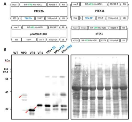 VP1 및 pTEX1-VP0-VP3의 벡터 맵. (B) 3dpi에서 잎을 수확한 공동 침투 VP1 및 VP0-VP3에 대해 웨스턴 블롯 분석을 수행. 빨간색 화살표는 왼쪽에서 오른쪽으로 VP0, VP3 및 VP1의 개별 VP 단량체를 나타냄