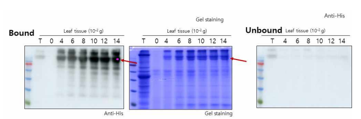 N. benthamiana에서 생산한 P1 단백질을 이용한 Lactococcus의 결합 확인 분석