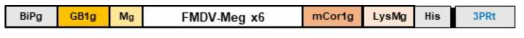 Multiple epitope construct의 domain 구성 map