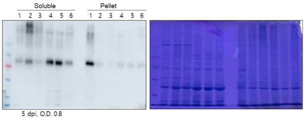 6 copy의 e1/4 copy의 e2를 갖는 multipe epitope construct의 N. benthamiana에서의 발현분석