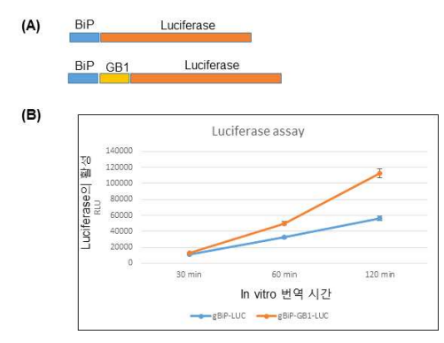 Translational level에서 GB1 도메인이 목적 단백질 발현을 증진 효과
