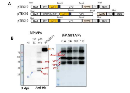 GB1 domain의 fusion에 따른 VP 단백질들의 발현 level 증진 효과 확인