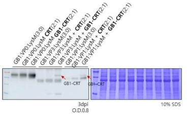 CRT의 coexpression을 이용한 VP 단백질들의 발현 level 증진 효과