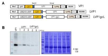 고발현을 위한 VP1의 다양한 construct들 및 N. benthamiana에서의 발현 level 확인