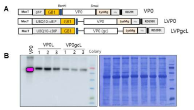 고발현을 위한 VP0의 다양한 construct들 및 N. benthamiana에서의 발현 level 확인