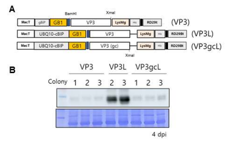 고발현을 위한 VP3의 다양한 construct들 및 N. benthamiana에서의 발현 level 확인